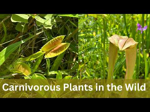 Venus Flytraps Growing in the Wild 🌱 - Natural Habitat and Environmental Requirements