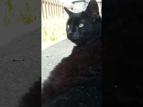 Springtime Shadow #cats #family #love #anxiety #bestfriend #godsblessing