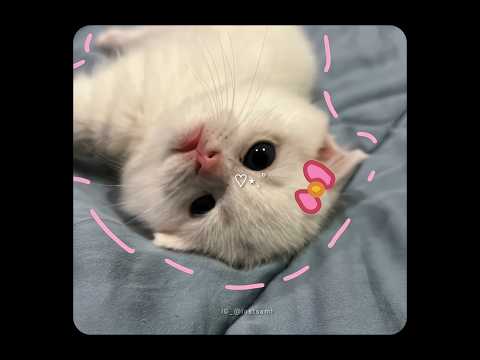 Moula mere moula ve 🌸✨ | Beautiful Cat Status |  Hindi song #trending #shorts #shortvideo