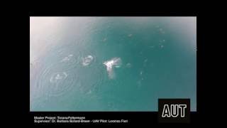 Bottlenose Dolphin behaviour Drone Research #1