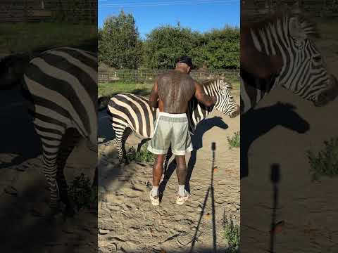 🦓.. best gif wins  #cartoon #animals #animation #kahani #horrorstories #tiger #hindikahanian