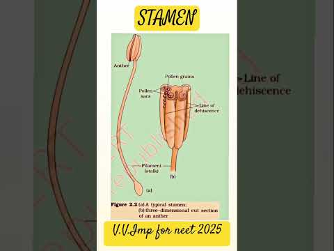 Disection of Stamen #motivation #education #study #success #shorts #biology #neet #doctor #trending