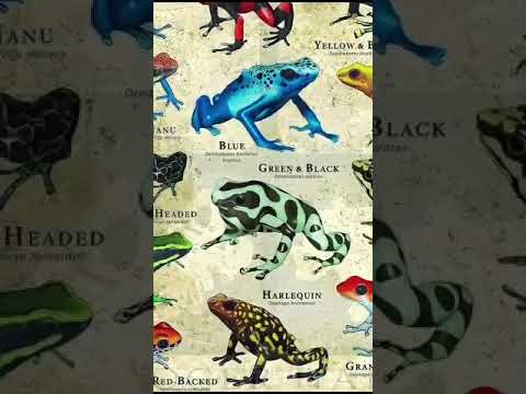 Types Of Frogs | The GREEN & BLACK FROG! #shorts #scary