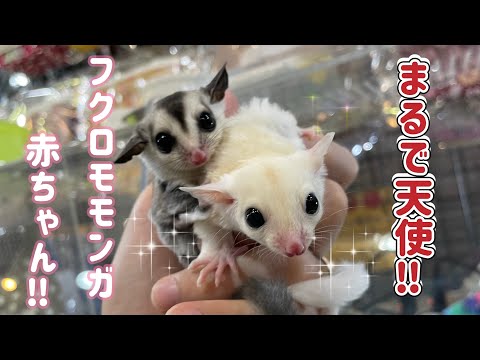 まるで天使なフクロモモンガに赤ちゃん‼︎（熱帯倶楽部東川口本店）