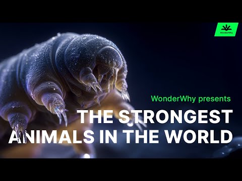 Nature’s Toughest Creature Explained