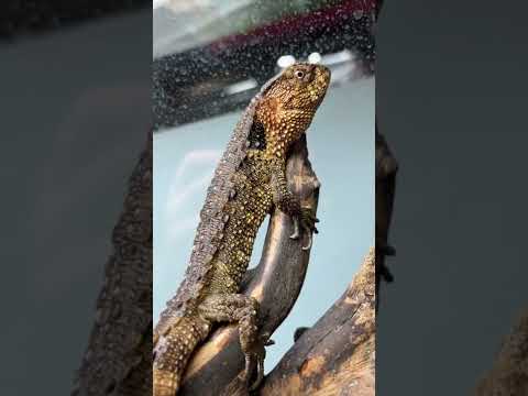 Rare Lizards Or Mini Crocodiles! #shorts #reptiles #animals #dinosaur #lizard #crocodile #rare