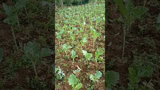 Collards recovering from aphid infestation | Collard farming | Vegetable farming #food #farming