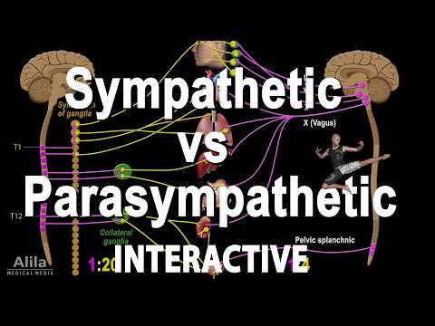 NEW: INTERACTIVE Animation: The Autonomic Nervous System (ANS)