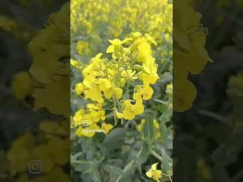#rapeseed #ukspring #uk #youtubeshorts