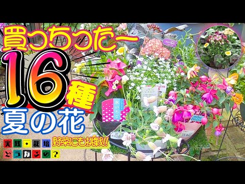I bought them for summer 2025!! [Summer flowers] 16 kinds of summer flowers to grow this season. ...