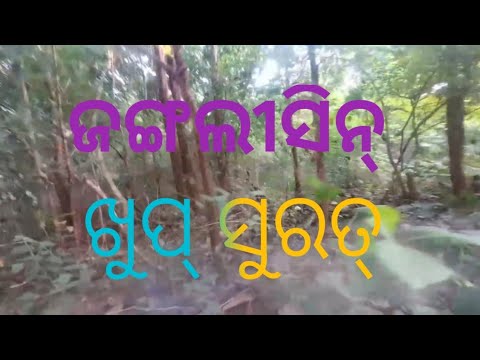 जङ्गलिसिन् खूप् सुरत्  ब्लॉग बिडिऔ ଖୂପ୍ ସୁରତ୍ @Skom-z3p savrakvdo
