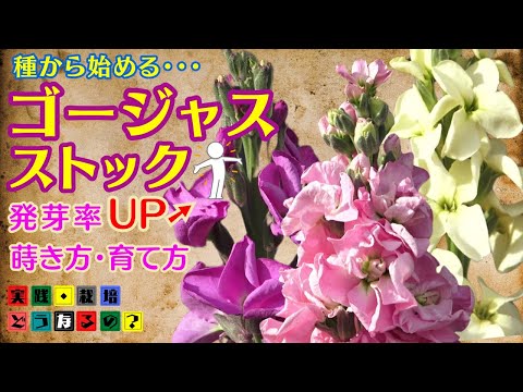 やってみよう!!やらなきゃ分からない？種から始めるゴージャス！ストック【ガーデニング】立派なストックを見たいのなら種から始めるべし！！！種の蒔き方.植え方.育て方.そだち方【園芸】