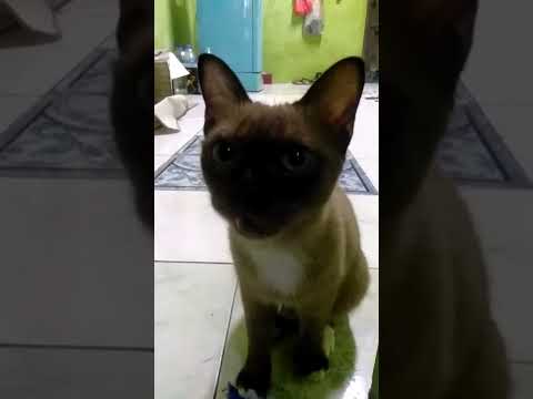 น้องคงร้อน...สงกรานต์ไม่ได้เล่นน้ำ