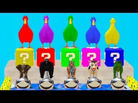 Long Slide Game With Cow Elephant Gorilla Hippopotamus Tiger 3d Animal Game Funny 3d Animals