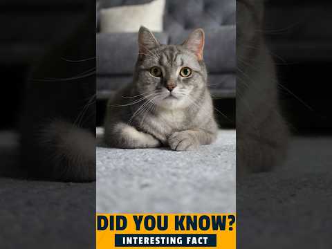 Cats Can Make Over 100 Different Sounds