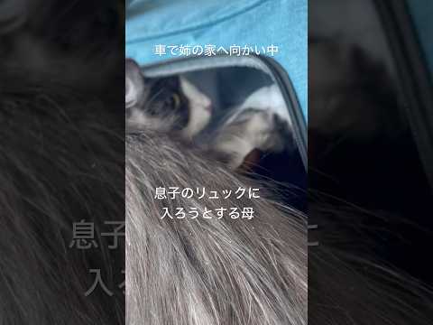 リュックに入りたがる母#親子猫#母猫#ノルウェージャンフォレストキャット