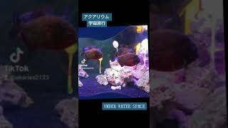 アクアリウム宇宙旅行🌍️アンダーウォータースペース