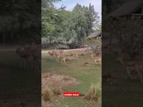 animals #trending #travel #trend #animals #animallover #newyear2023 #trendingshorts