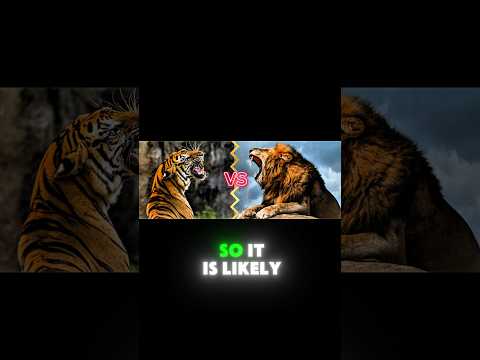 Lion vs Tiger: who is the king of the jungle? 🦁🐯 #animals #lion #tiger #bigcat #nature