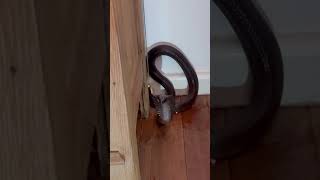 Deadly snake in her house #shorts