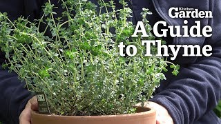A Guide to Thyme
