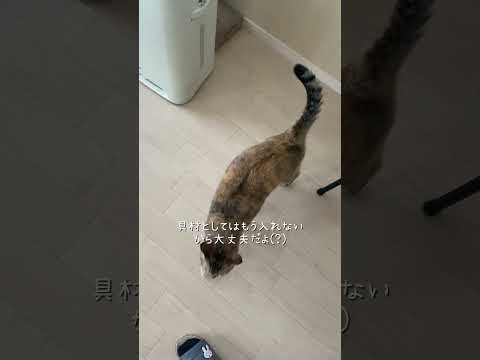 豚汁を見にくる猫とｽｷｯﾌﾟする主(豚汁シリーズはTikTokに全話) #猫 #ネコズ #猫のいる暮らし #cat