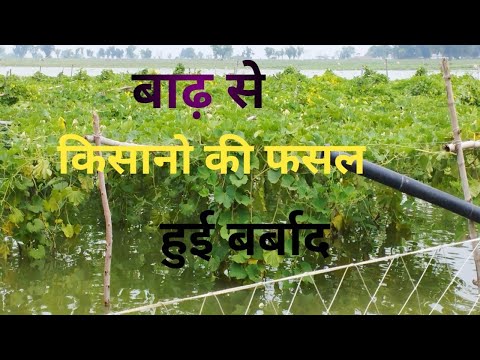 प्रयागराज मे बाढ़ के कारण फसल हुई बर्बाद