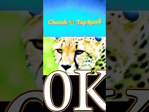 Fastest Animals in the world #trending #animals #cheetah #Tiger#horseriding