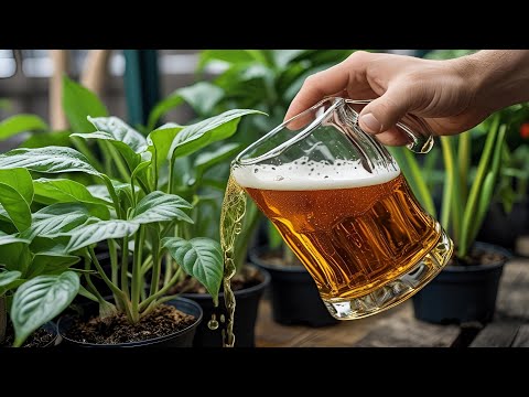 Pour beer into the garden and watch what happens