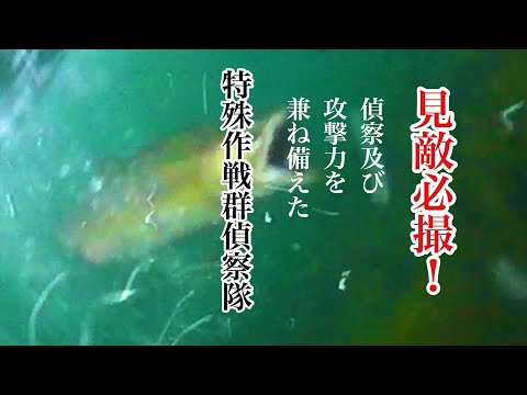 【カラフトマス釣り】見敵必撮！特殊作戦群偵察隊　貴重なカラフトマスの捕食シーンを捉える！の巻き