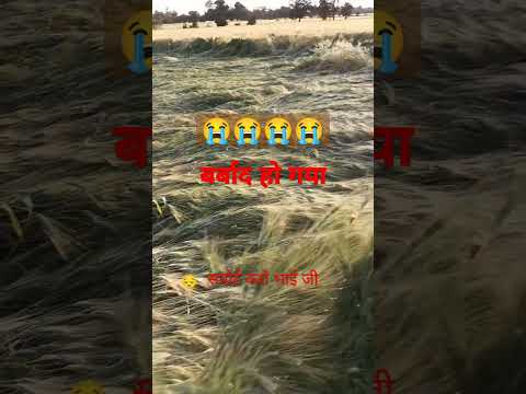 आज तो बर्बाद हो गया सब #shortvideo #शोर्ट्स #trending #viral#farmer #rain #youtubechannel