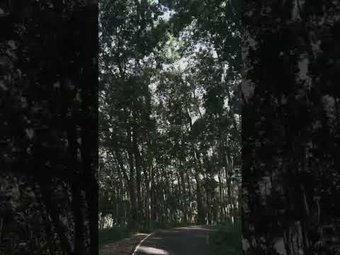 මලක් නම් එය මලක් උව මැන…#Aththanagoda#travel