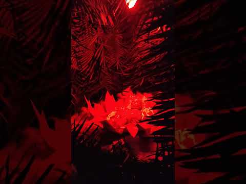 Christmas Vibes | Pavaratty | Crib | Thrissur #pavaratty #christmas2022 #Thrissur