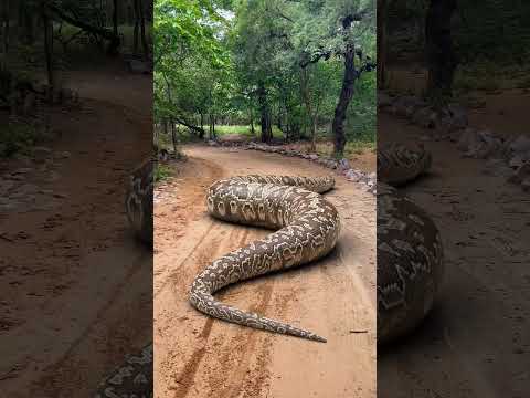 big anaconda snake #snake #anaconda #snakevideo #shortvideo