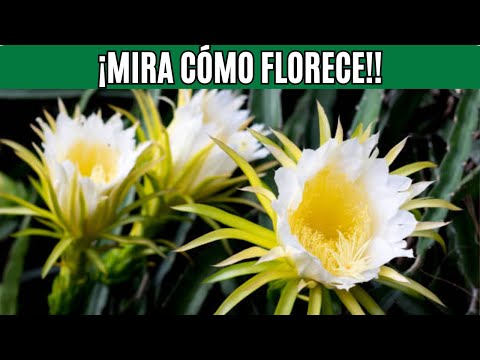 🌙 ¡El Secreto Revelado de la Floración de la Dama de la Noche! 🌸