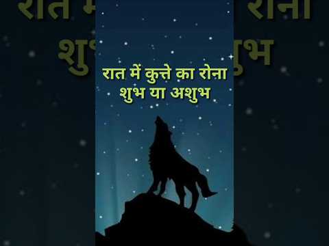 रात में कुत्ते का रोना शुभ या अशुभ #barkingdog #kuttekaronashubhyaashubh #moneyplant #ytshorts