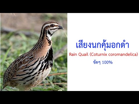 เสียงนกคุ้มอกดำหรือนกคุ่มอกดำ Rain Quail