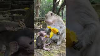 #beautifulanimal #monkylifeinnatural #babyanimal