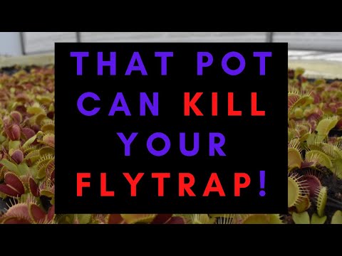 How to Repot a Venus Flytrap - A Step by Step Demonstration