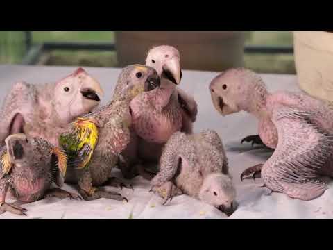Baby Birds