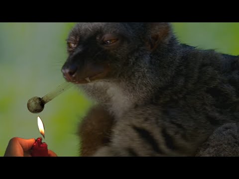 Julian the junkie