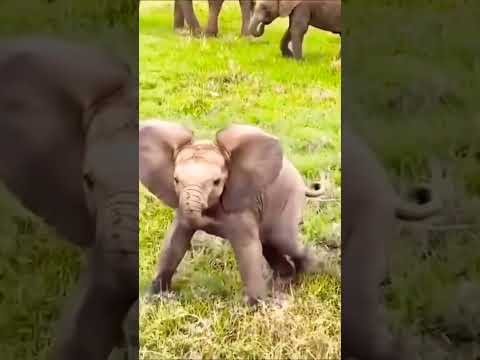 elephant baby #shorts