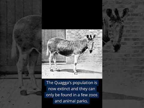 Quagga