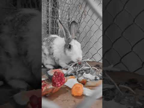 Our Rabbit Honey Rating Fruits and Vegitables #CuteRabbitHoney #RabbitFunWorld What Rabbit Eat #RFW