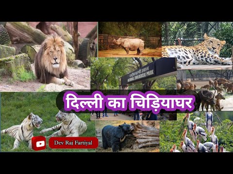 Delhi Zoo 2022 ❤️ । Delhi ka chidiyaghar। Zoo । chidiyaghar। Zoo Delhi । National Zoological Park ।