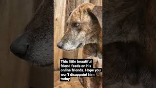 even $5 can feed him. link in bio. hope he won't be disappointed #pets #angel #furryfriend #adopt