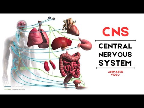 What is the Central Nervous System ? Anatomy and Function | Animated Video