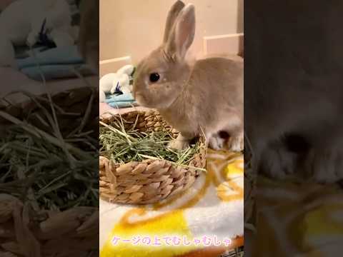 ケージの上でむしゃむしゃうさぎが可愛かった #うさぎ #rabbit