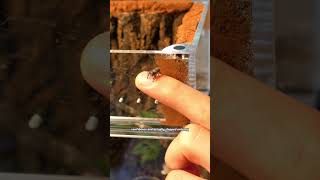 watch what happens when I befriend a tiny spider