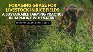 Foraging Grass for Livestock in Rice Fields: A Sustainable Farming Practice in Harmony with Nature
